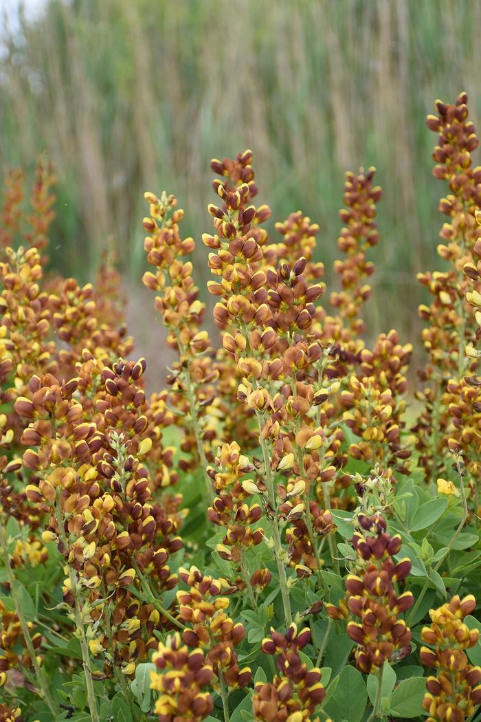 Baptisia Honey Roasted PP34707