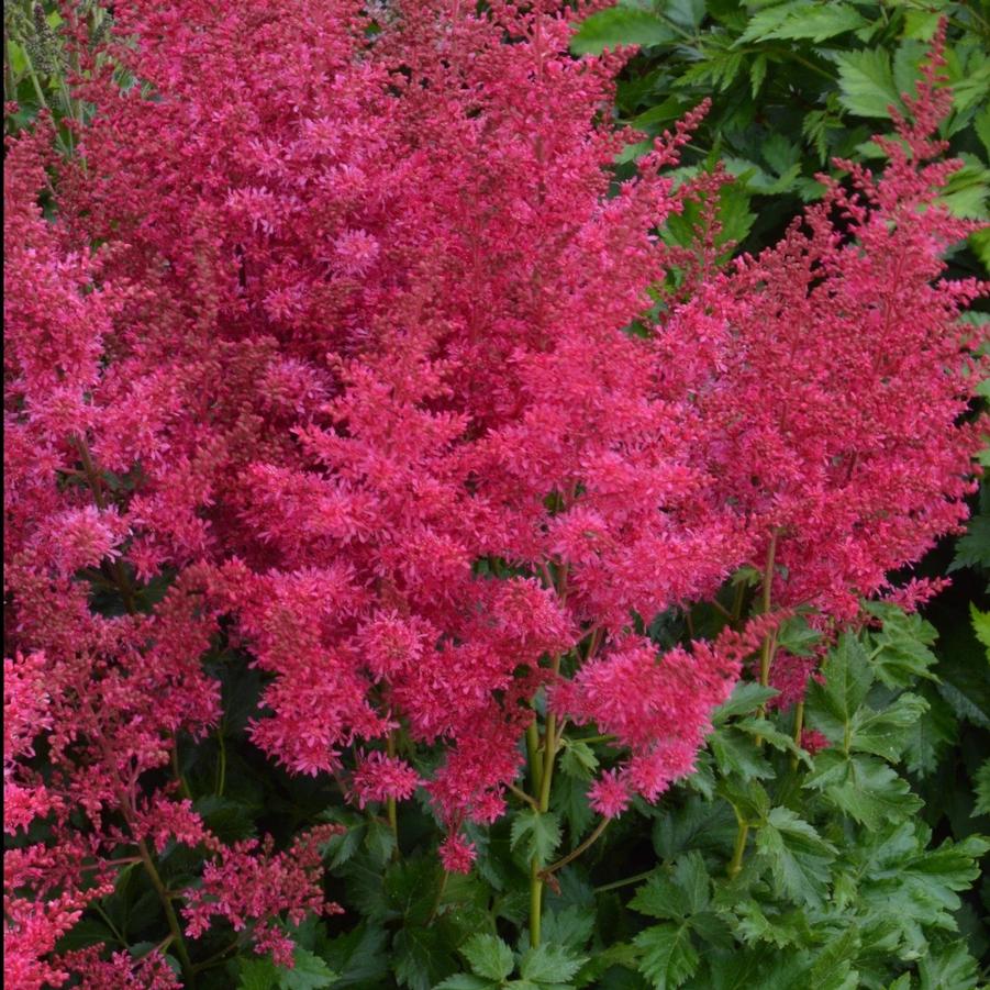 Astilbe x Music™ Heavy Metal® PP31438