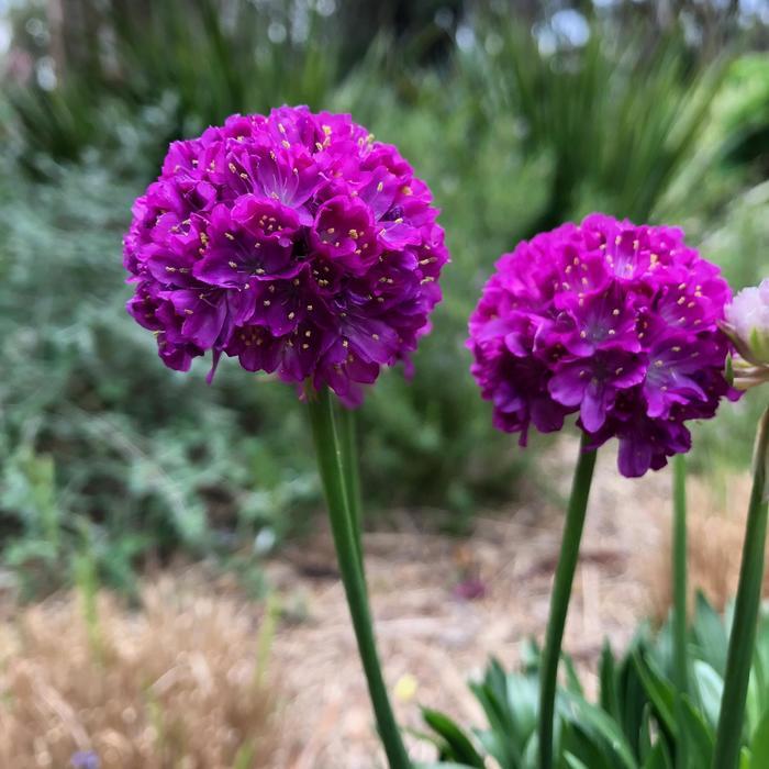 Armeria Dreameria® Vivid Dreams