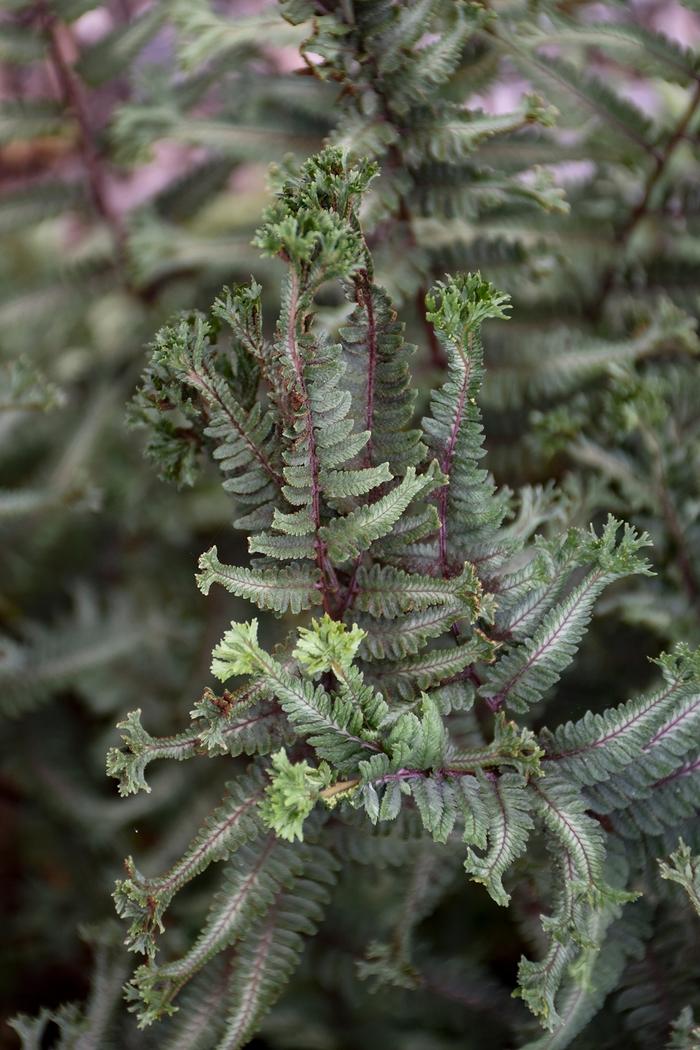 Athyrium niponicum Crested Surf