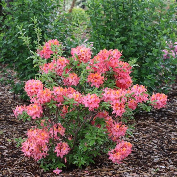 Azalea Sweet Reward® Coral PP36915