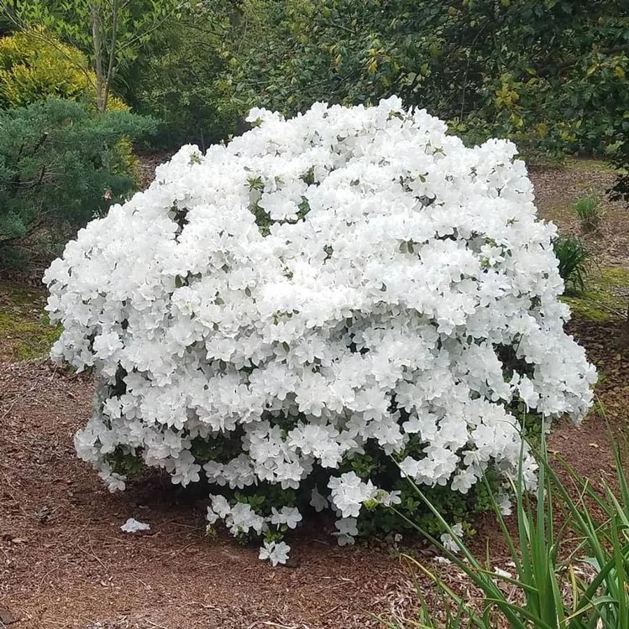 Azalea Evergreen Del. Val. White