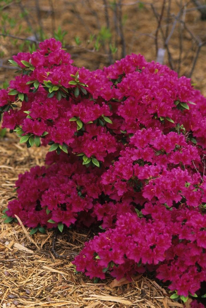 Azalea Evergreen Girard Fuchsia