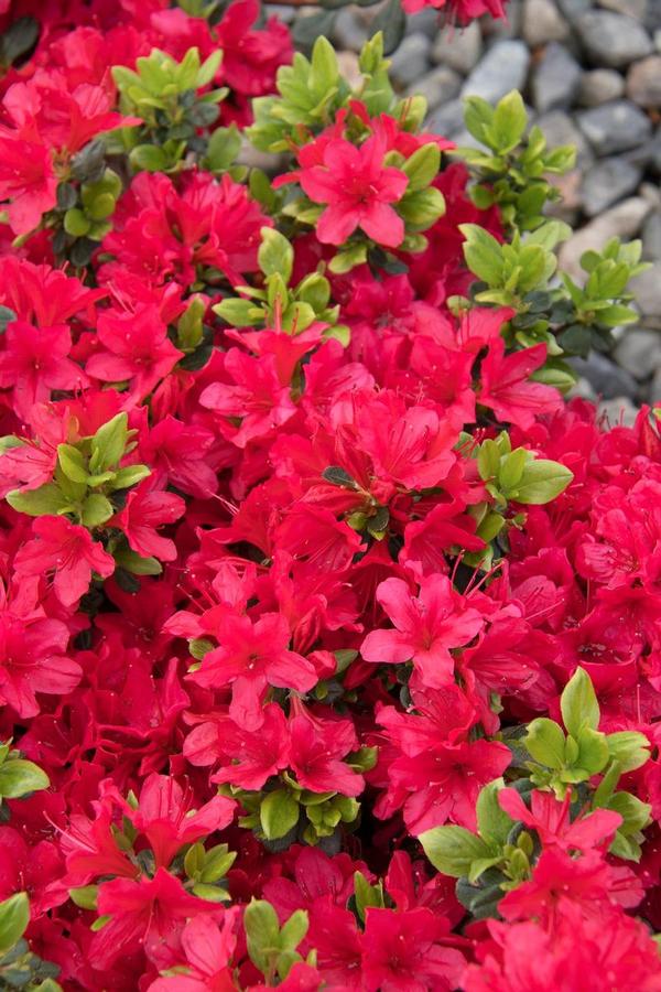 Azalea Evergreen Girard's Crimson