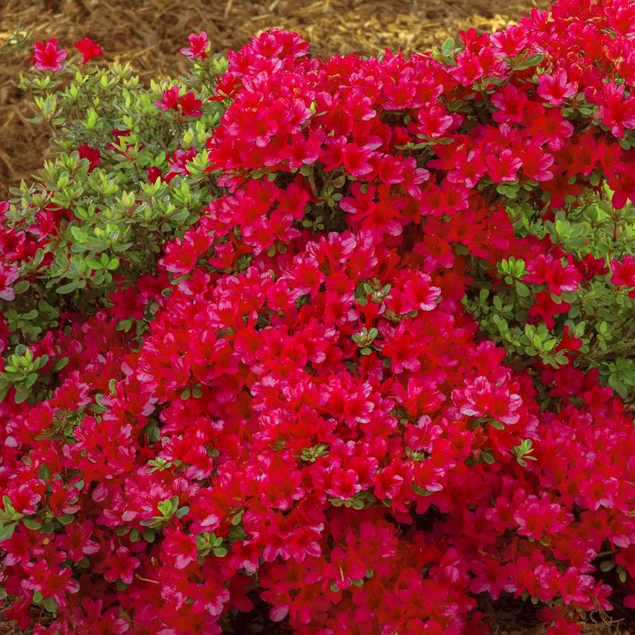 Azalea Evergreen Hino Crimson