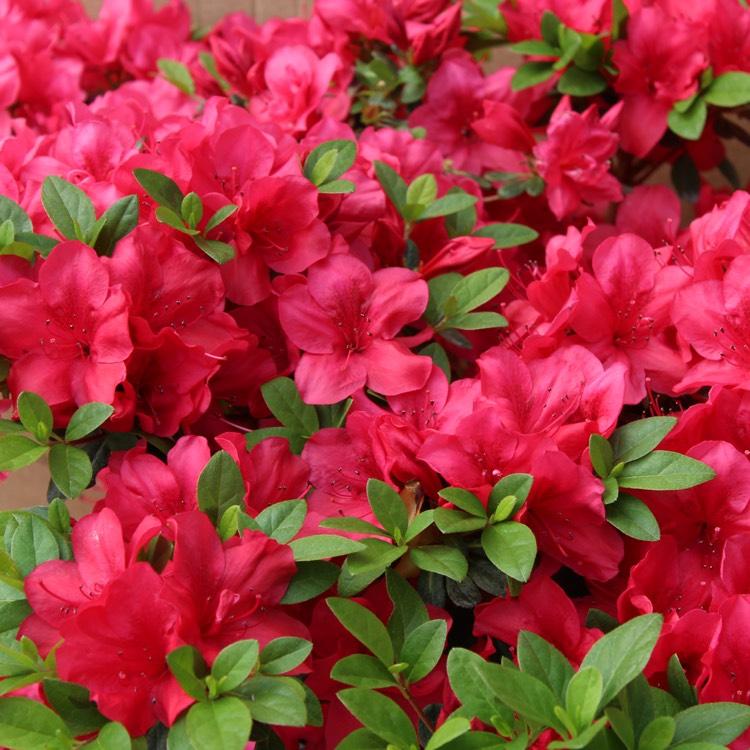 Azalea Evergreen Mother's Day