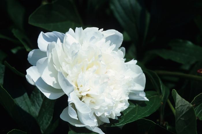 Paeonia lacttiflora Festiva Maxima
