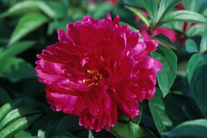 Paeonia lacttiflora Karl Rosenfield