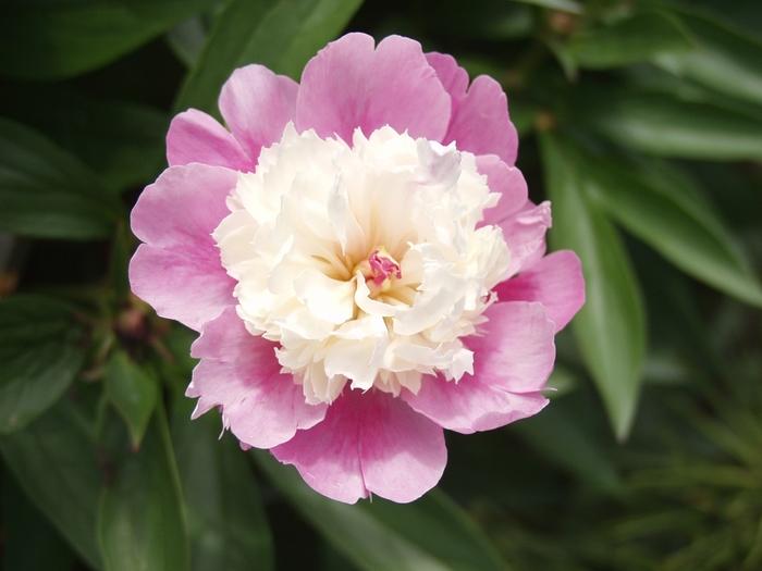Paeonia lacttiflora Sorbet