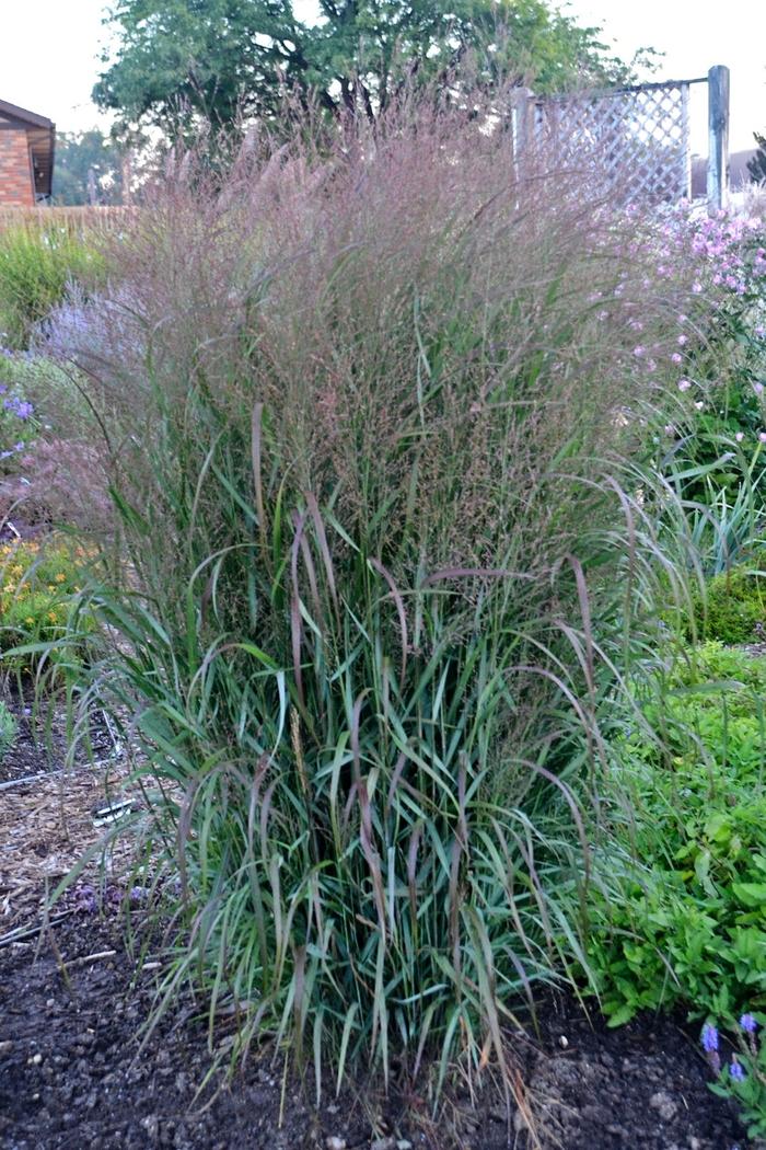 Panicum virgatum Prairie Winds® Apache Rose