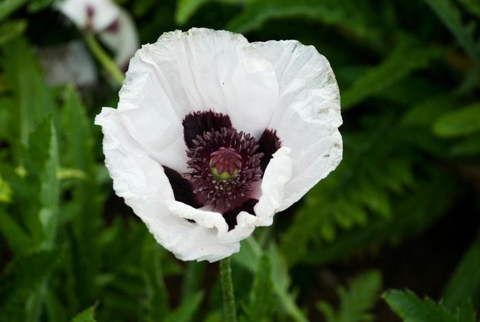 Papaver orientalis Royal Wedding