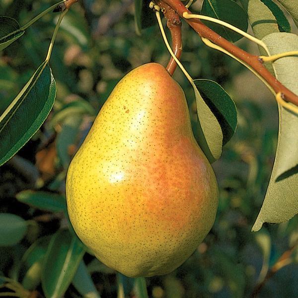 Pear Semi-Dwarf Bartlett