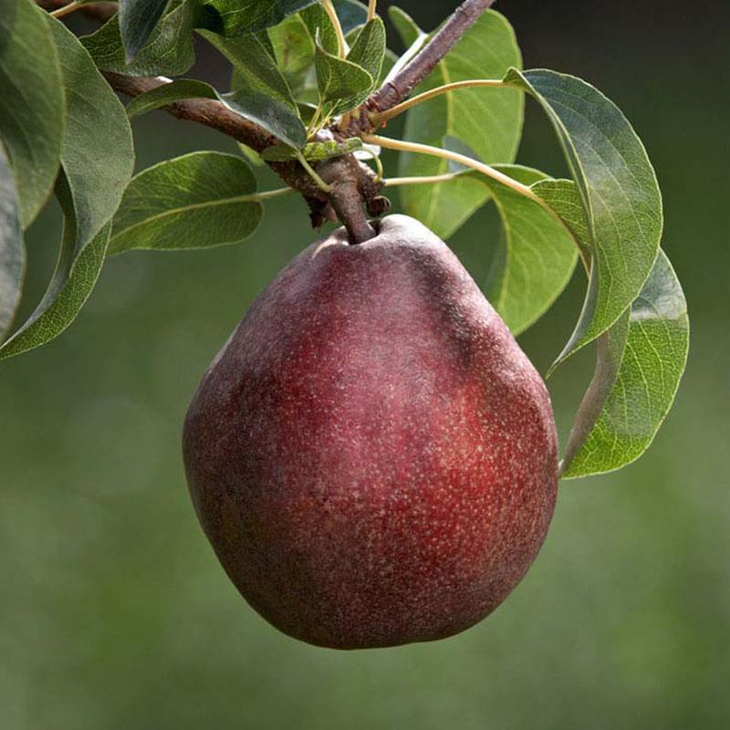 Pear Semi-Dwarf Red D'Anjou