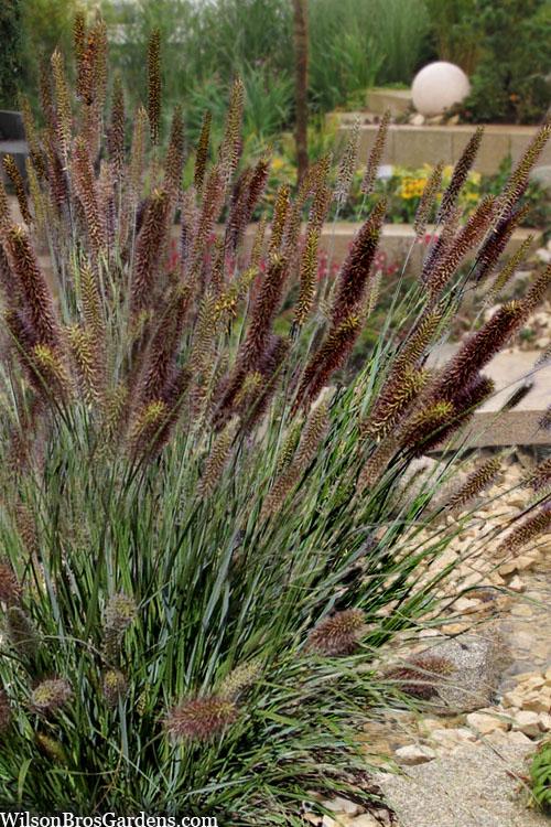 Pennisetum alopalopecuroides Cayenne™ PP31097