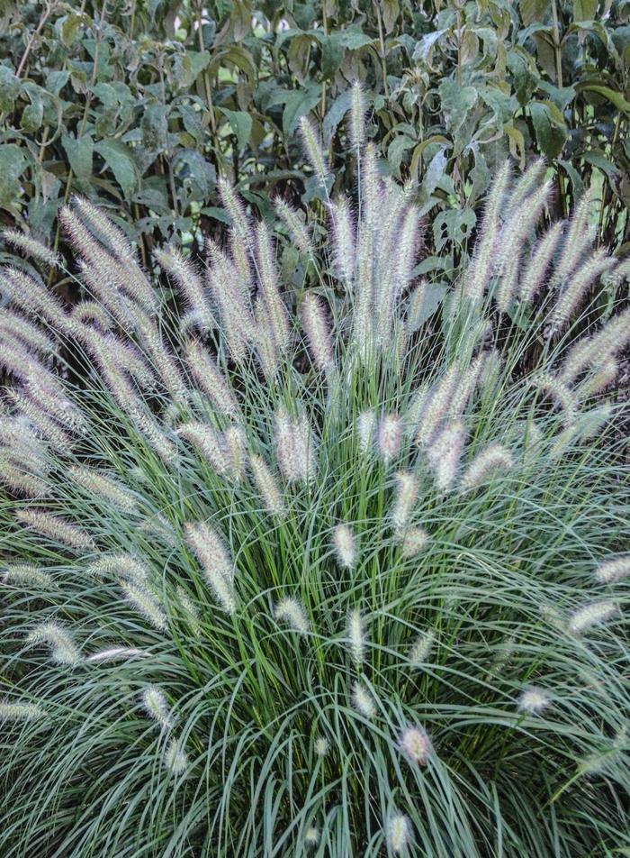 Pennisetum alopalopecuroides Hameln