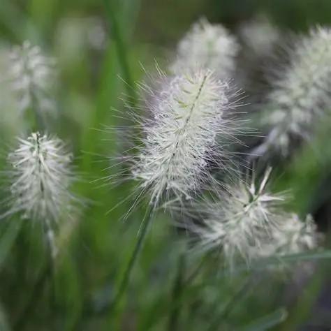 Pennisetum alopalopecuroides Hush Puppy™ PP31027
