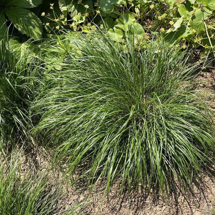 Pennisetum alopalopecuroides Piglet