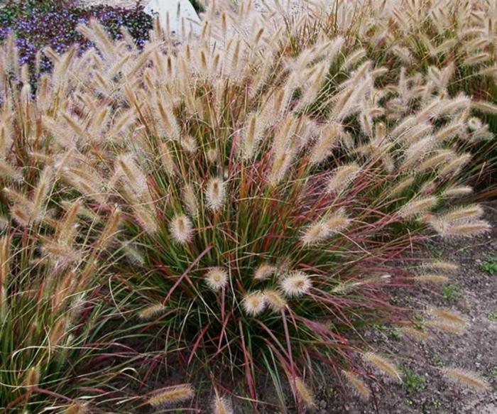 Pennisetum alopalopecuroides Prairie Winds® Desert Plains
