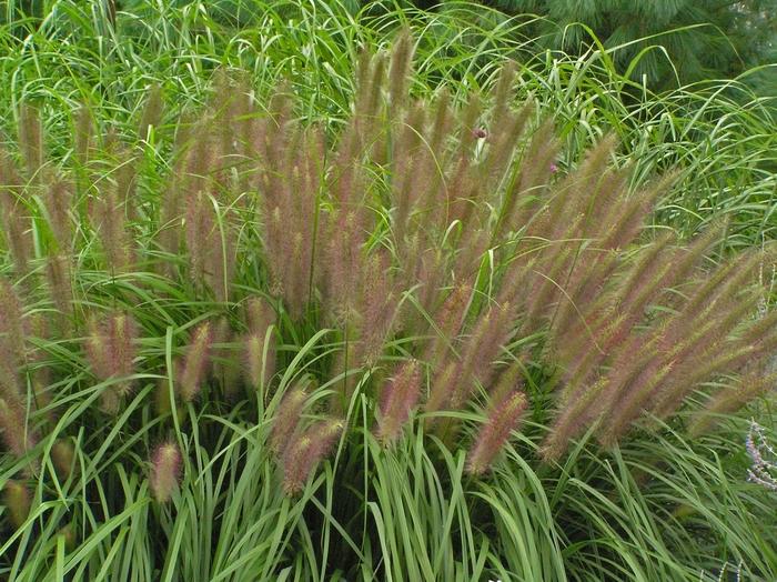 Pennisetum alopalopecuroides Red Head