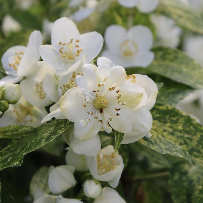 Philadelphus coronarius Illuminati Sparks™ PP34296
