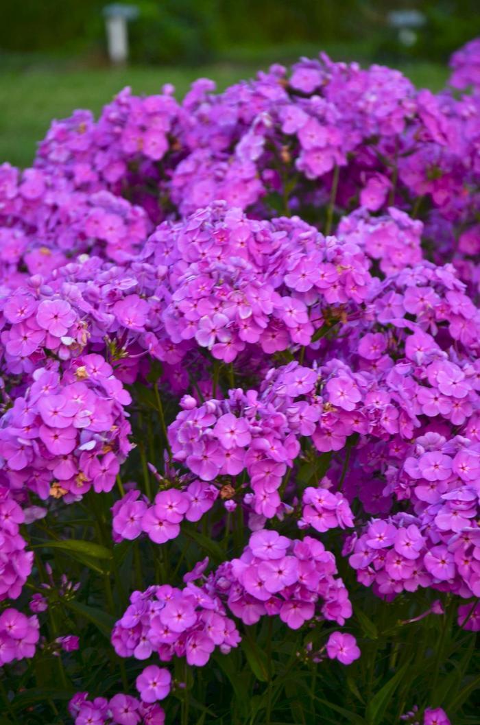 Phlox Magenta Pearl PP33795