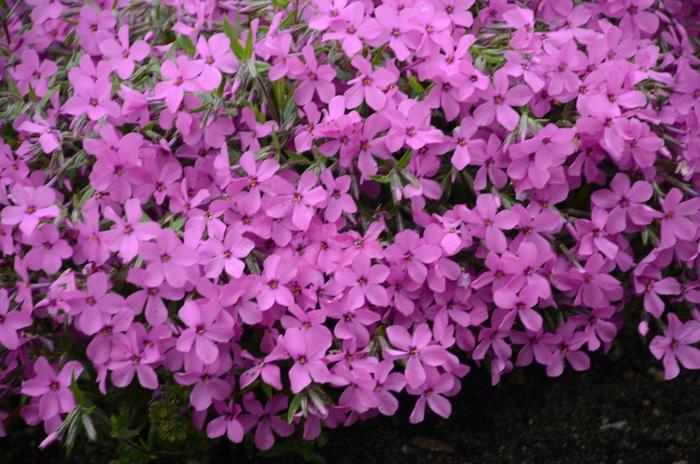 Phlox Magenta Sprite