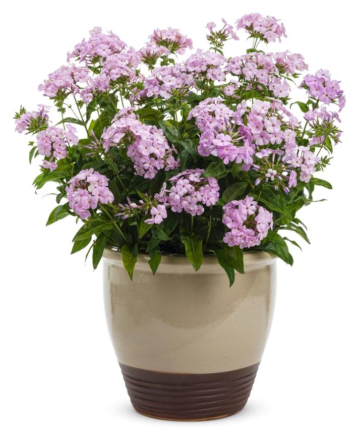 Phlox Opening Act Blush