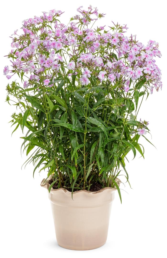 Phlox Opening Act Pink A Dot