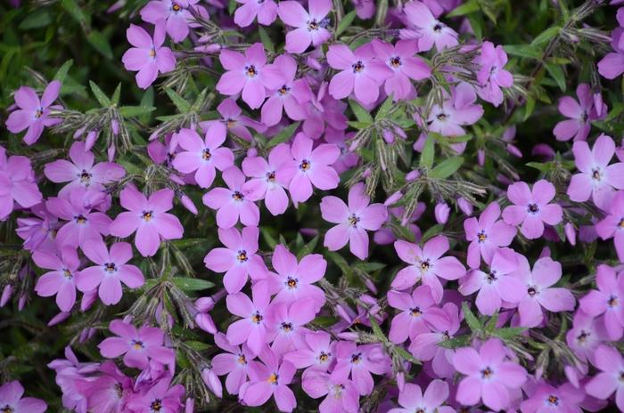 Phlox Rose Sprite
