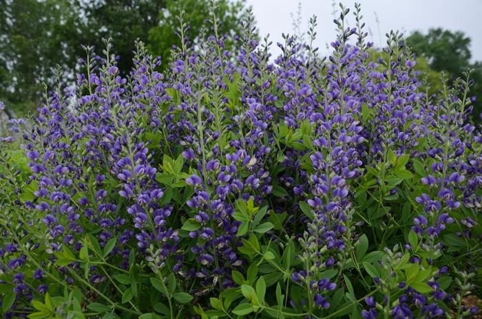 Baptisia Decadence® Blueberry Sundae PP23891
