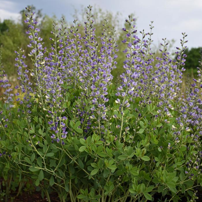 Baptisia Decadence® Deluxe Blue Bubbly