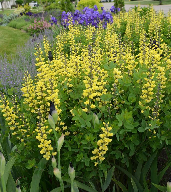 Baptisia Decadence® Lemon Meringue PP24280