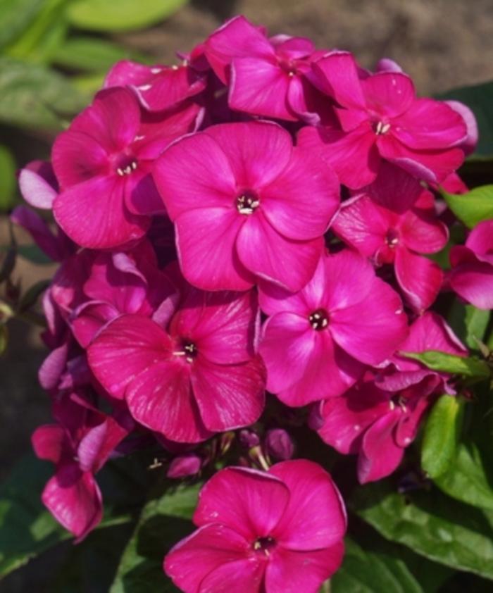 Phlox paniculata Bambini® Desire