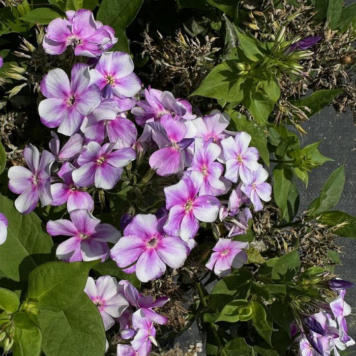 Phlox paniculata Bambini® Lucky Liliac