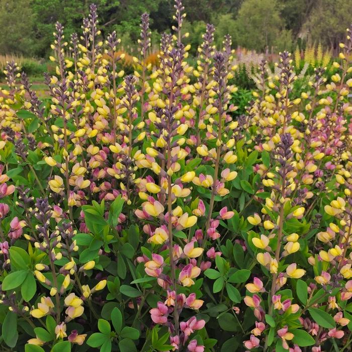Baptisia Decadence® Pink Lemonade PP30669