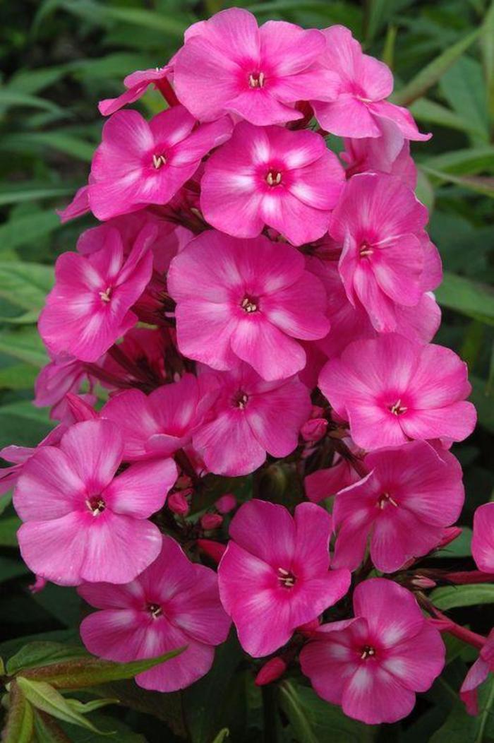 Phlox paniculata Candy Store® Bubblegum Pink™ PP21171