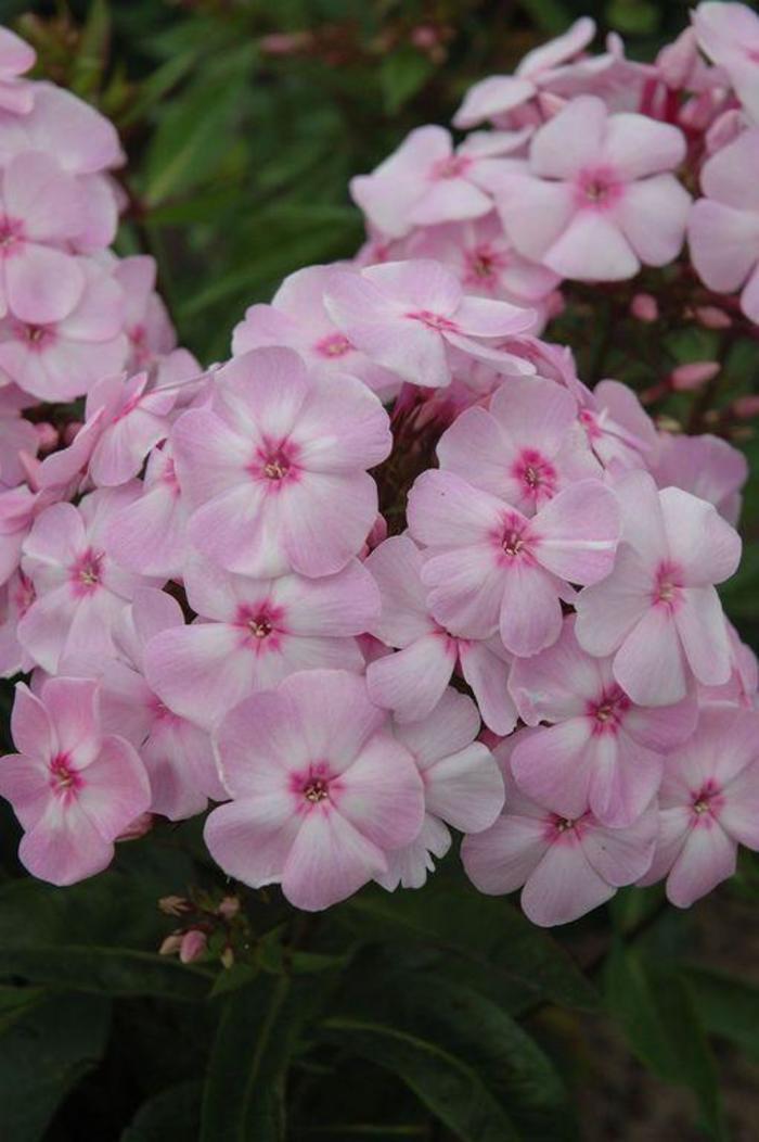 Phlox paniculata Candy Store® Cotton Candy™ PP21369