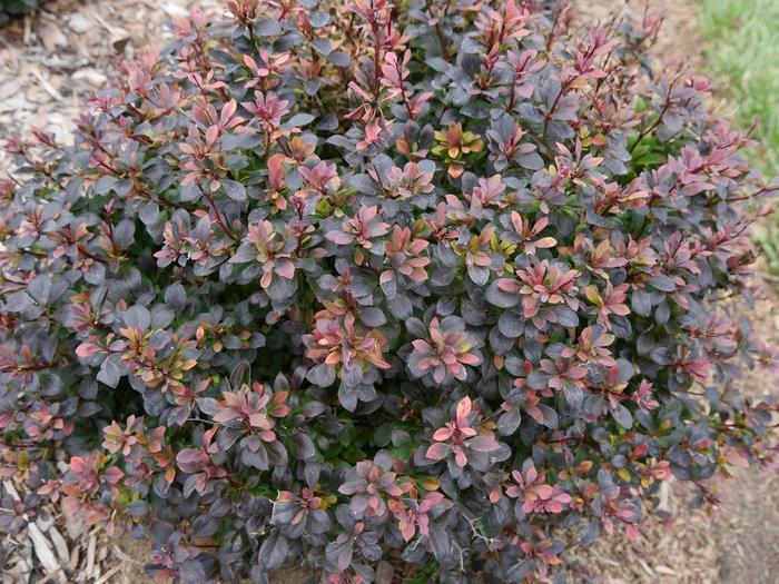 Berberis thunbergii Sunjoy Todo® PP29504