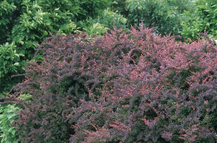 Berberis thunbergii var. atro. Rose Glow