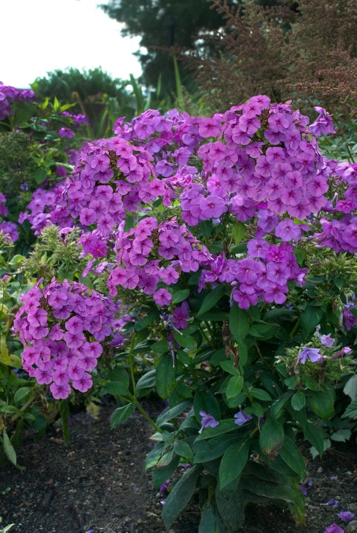 Phlox paniculata Flame® Purple
