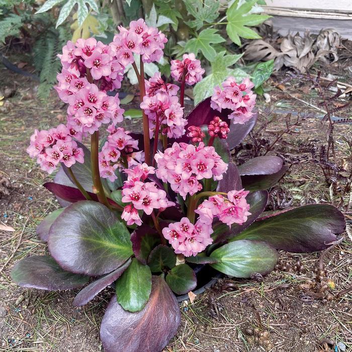 Bergenia Vintage™ Bouquet