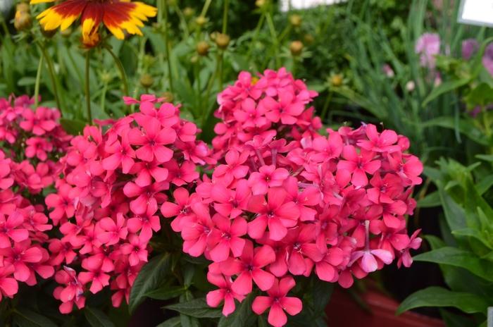 Phlox paniculata Flame® Red