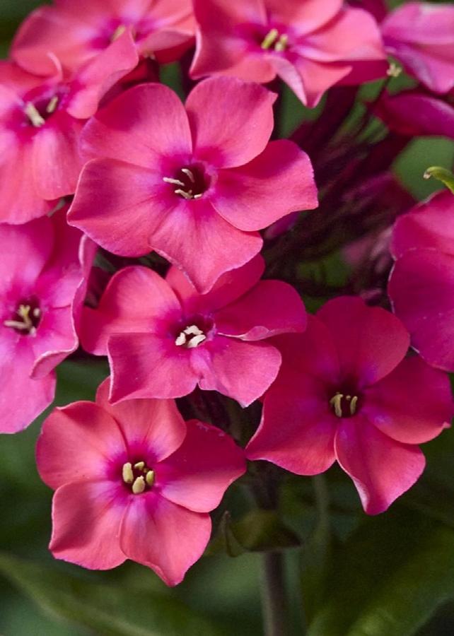 Phlox paniculata Flame® Watermelon
