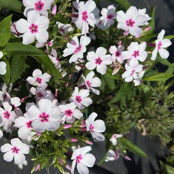 Phlox paniculata Flame® White Eye