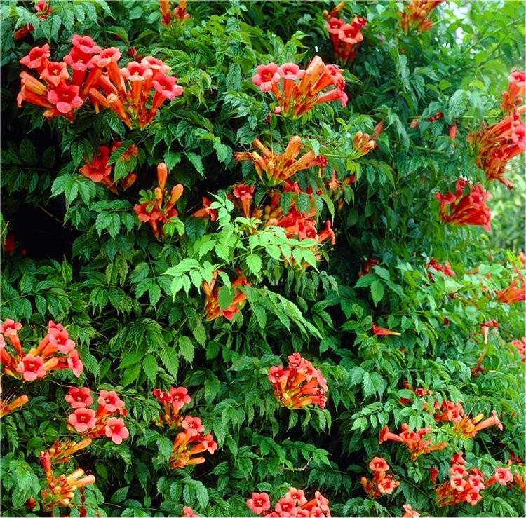 Campsis radicans Flamenco