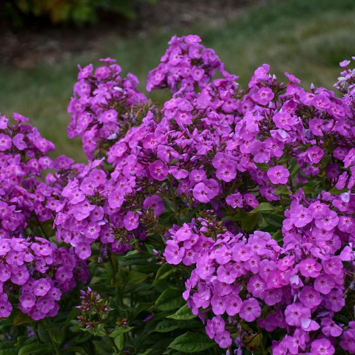 Phlox paniculata Garden Girls® Cover Girl