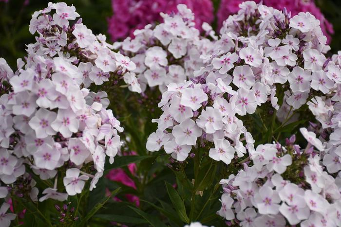 Phlox paniculata Garden Girls® Party Girl