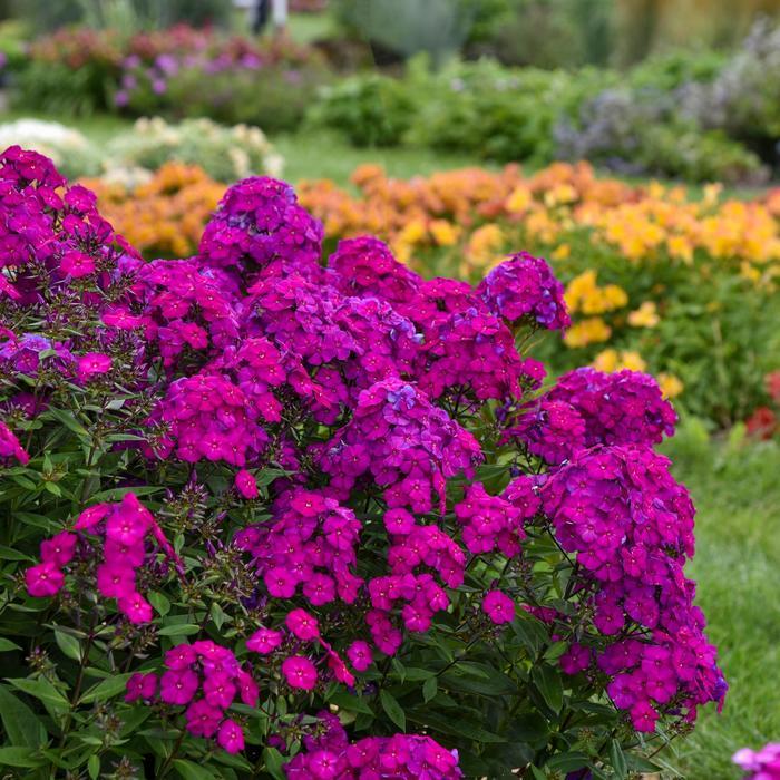Phlox paniculata Luminary® Ultraviolet