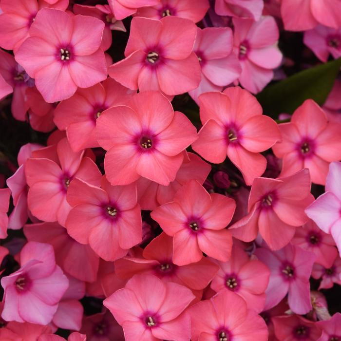 Phlox paniculata Super Ka-Pow™ Coral PP33863