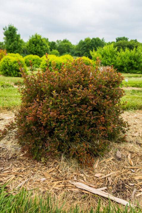 Physocarpus opulifolius First Editions® Spicy Devil® PP34244